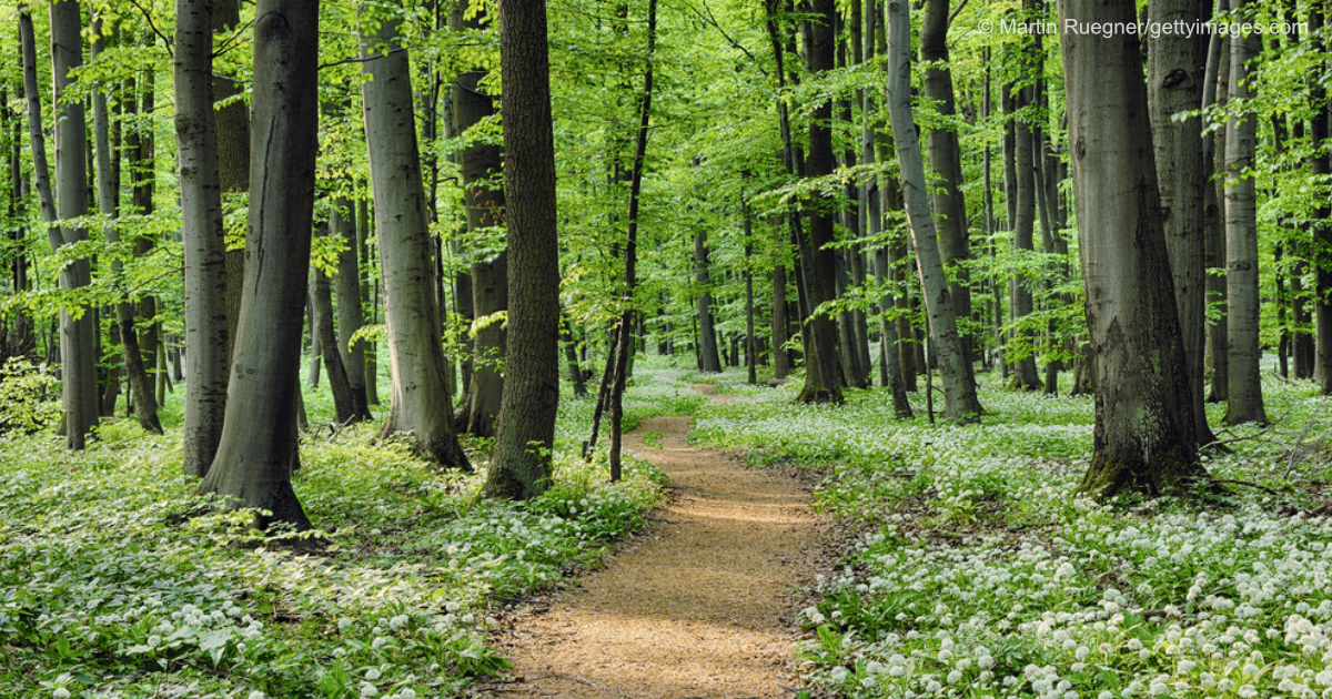 Ein Weg, der durch einen hellen Wald führt