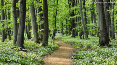 Ein Weg, der durch einen hellen Wald führt