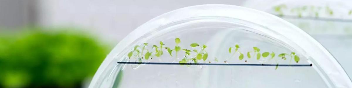 Dekorative Headergrafik
